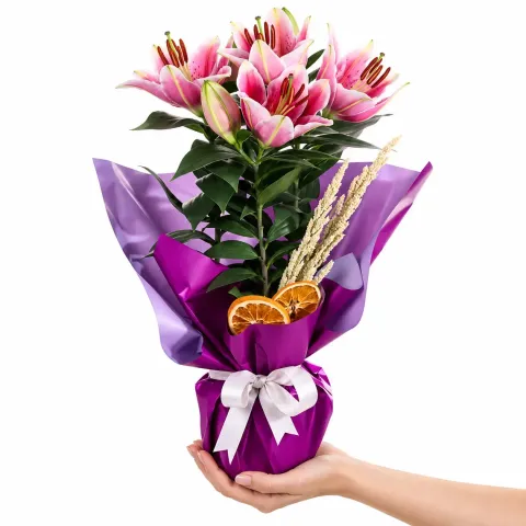 Mor Süslemeli Pembe Lilyum