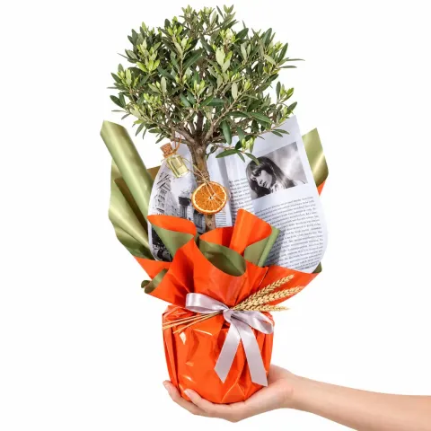 Barış Dileği Zeytin Ağacı