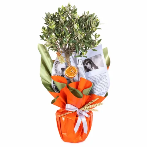 Barış Dileği Zeytin Ağacı