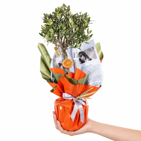 Barış Dileği Zeytin Ağacı